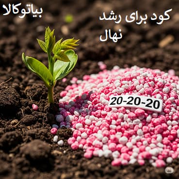 اسفاده از کود 20 20  20 برای نهال گردو